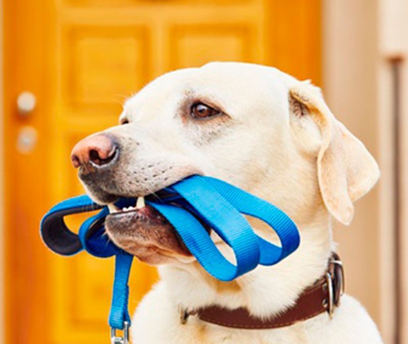 imgi 2 galeria3 800x675