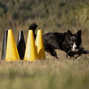 Mordedor para perro, chiste 2 border collie OCI BOW