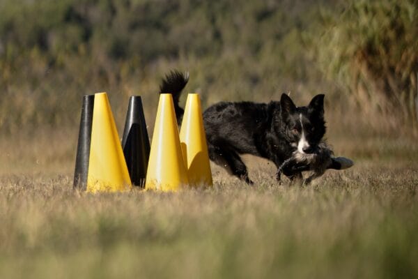 Mordedor para perro, chiste 2 border collie OCI BOW