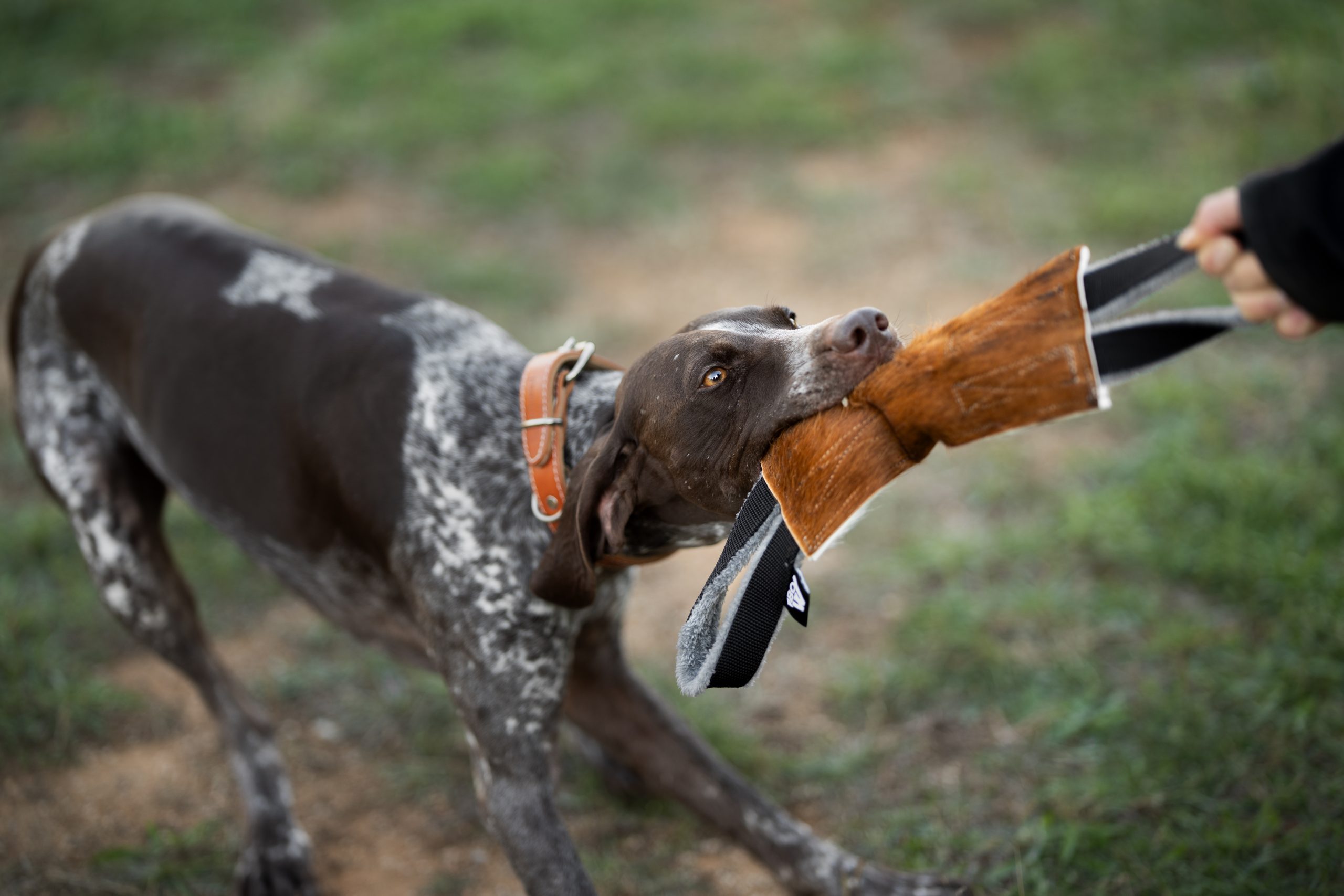 mordedor perros de caza Flama vaca detalle BOW mordedor perros de caza Flama vaca detalle BOW